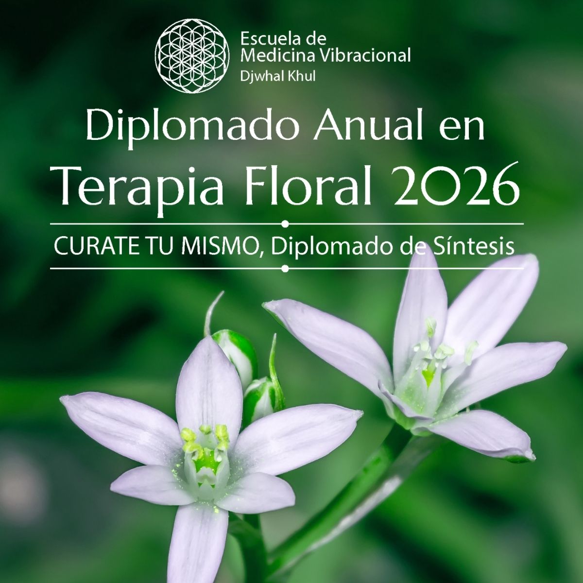 Diplomado en Terapia Floral Bach 2026